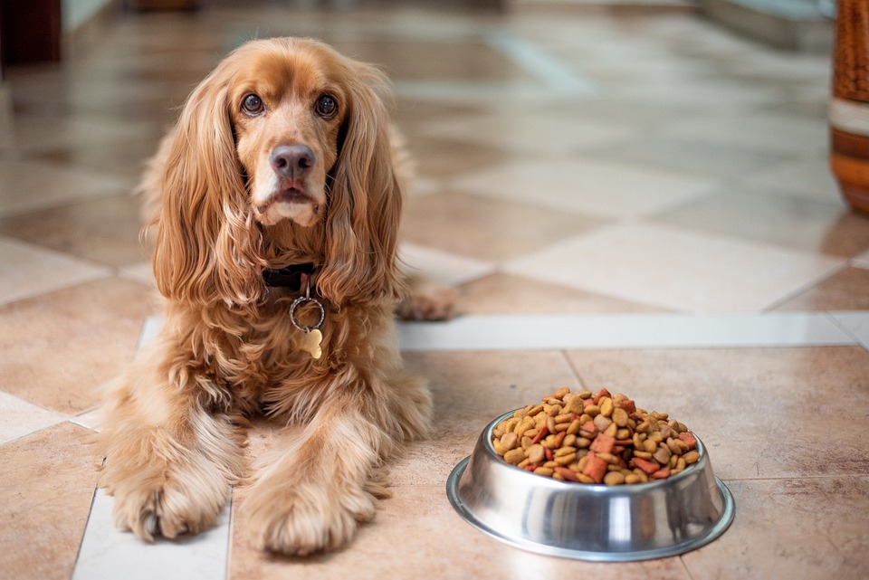 The Ultimate Guide to Choosing the Best Dog Food
